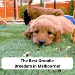 The-Best-Groodle-Breeders-in-Melbourne-template