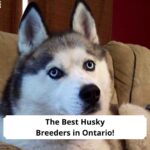 The-Best-Husky-Breeders-in-Ontario-template