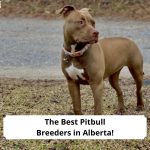 The-Best-Pitbull-Breeders-in-Alberta-template