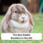 The-Best-Rabbit-Breeders-in-the-UK-template.