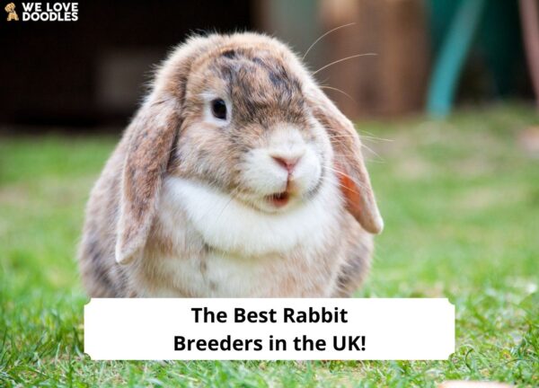 Uk Rabbitears The 4 Best Rabbit Breeders in the UK! - We Love Doodles
