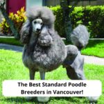 The-Best-Standard-Poodle-Breeders-in-Vancouver-template