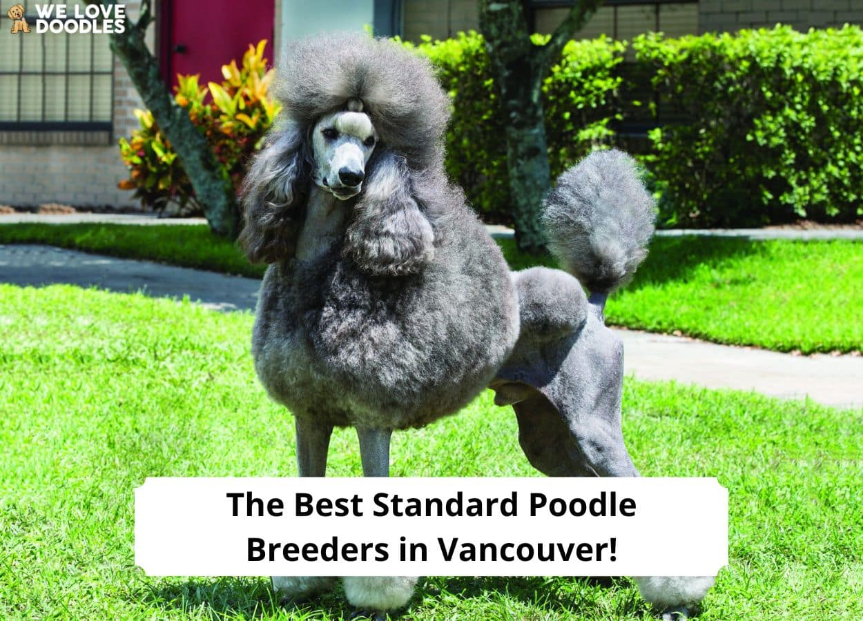 The 5 Best Standard Poodle Breeders In Vancouver   The Best Standard Poodle Breeders In Vancouver Template 