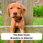 The-Best-Vizsla-Breeders-in-Alberta-template