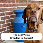 The-Best-Vizsla-Breeders-in-Ontario-template
