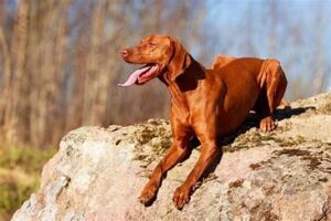 The Vizsla