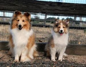 Top 10 Sheltie Breeders in Nova Scotia (2023)
