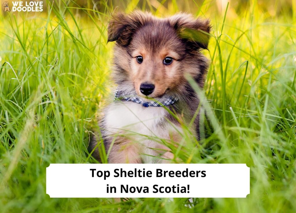 Northumberland shelties best sale