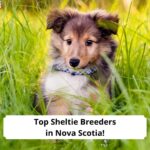 Top-Sheltie-Breeders-in-Nova-Scotia-template