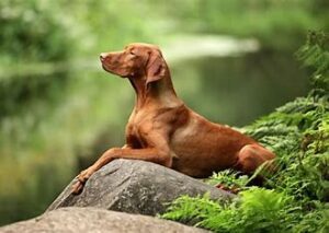 Understanding Your Hungarian Vizsla