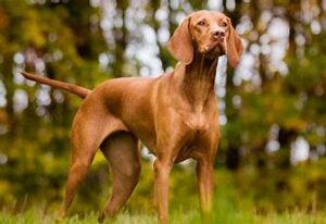 Vizslapoo Guide The Smart and Active Dog Breed