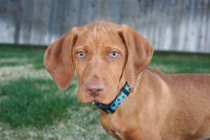 Vizslapoo Personality