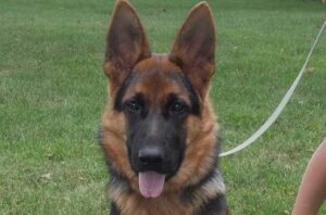 Von-Lousar-German-Shepherds