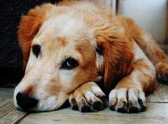 What Are the Signs of Paint Poisoning in Dogs