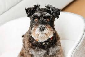 What Is a Schnauzer Teddy Bear Cut