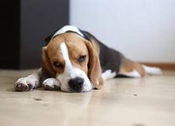 What happens if my dog licked paint