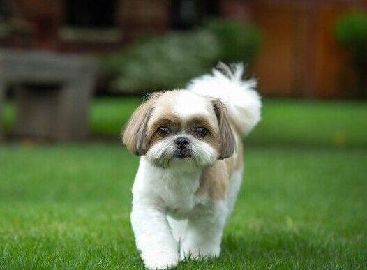 7 Best Male Shih Tzu Haircuts – With Pictures!