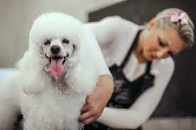 Frequently asked questions about Poodle haircuts