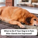 What-to-Do-if-Your-Dog-Is-in-Pain-After-Glands-Are-Expressed-template