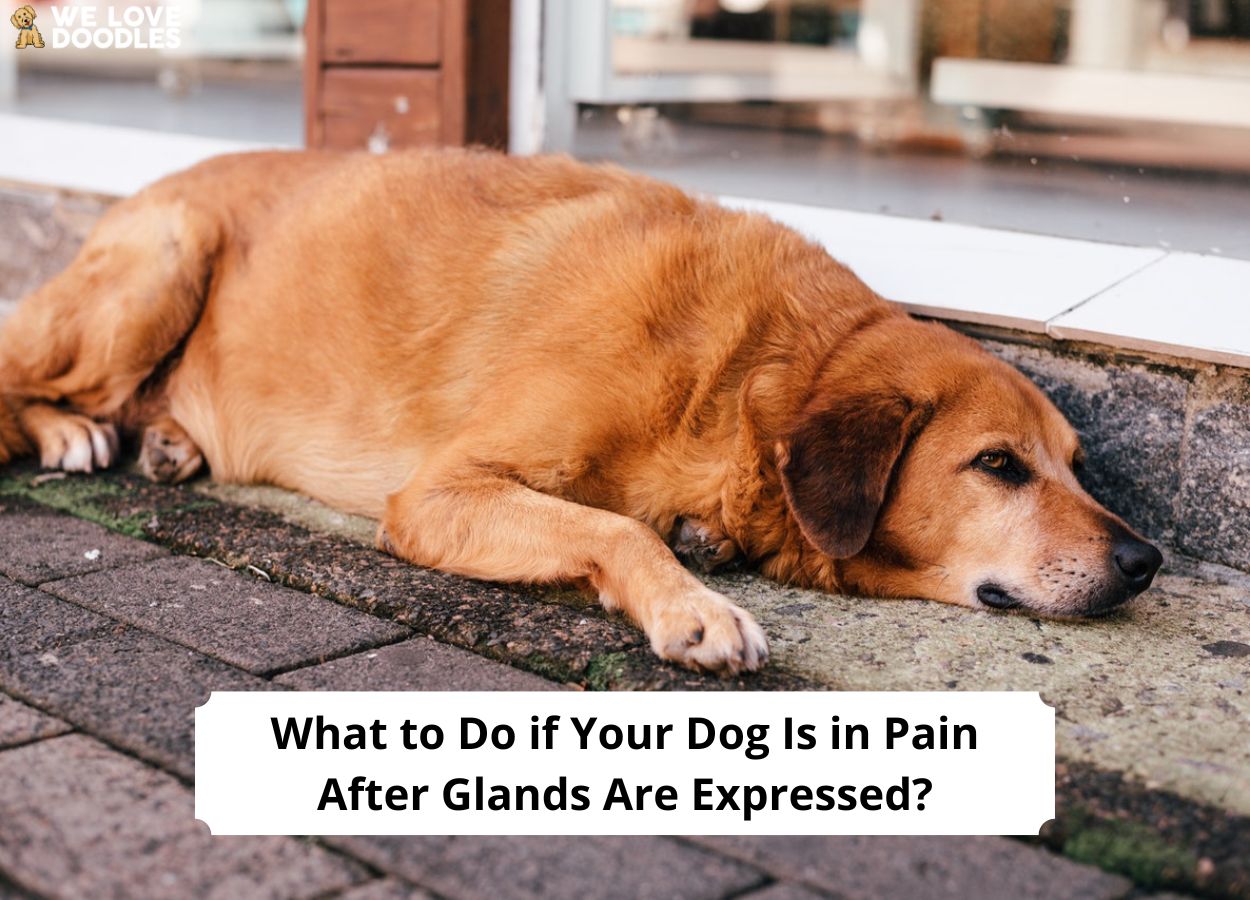 What to Do if Your Dog Is in Pain After Glands Are Expressed?
