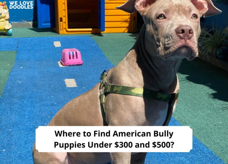 Where-to-Find-American-Bully-Puppies-Under-300-and-500-template