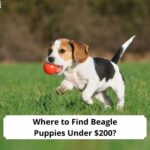 Where-to-Find-Beagle-Puppies-Under-200-template