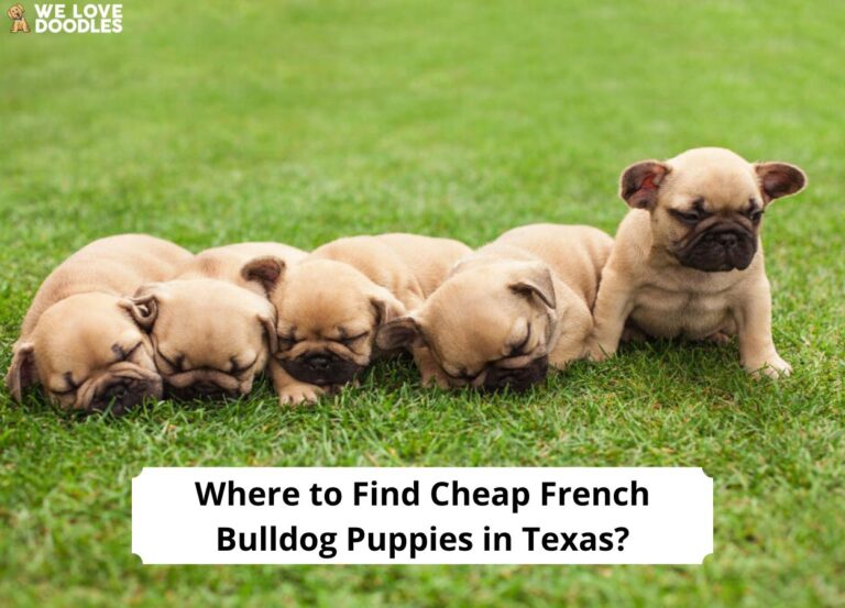 Where-to-Find-Cheap-French-Bulldog-Puppies-in-Texas-template