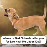 Where-to-Find-Chihuahua-Puppies-for-Sale-Near-Me-Under-200-template