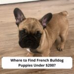 Where-to-Find-French-Bulldog-Puppies-Under-200-template