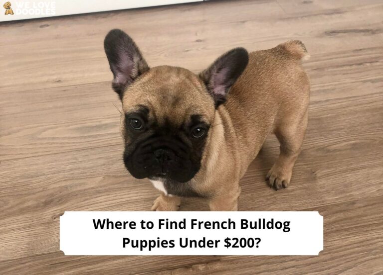 Where-to-Find-French-Bulldog-Puppies-Under-200-template