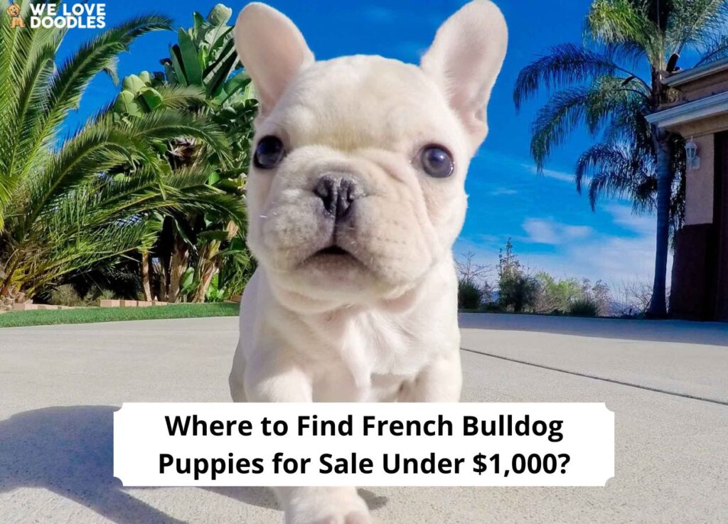 French bulldog puppies for sale under 1000 near hot sale me