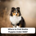 Where-to-Find-Sheltie-Puppies-Under-500-template