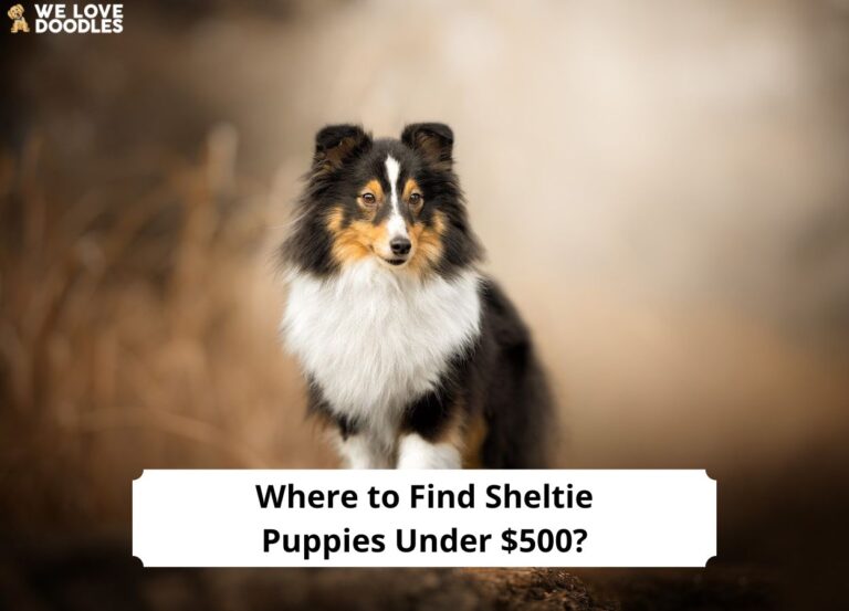Where-to-Find-Sheltie-Puppies-Under-500-template