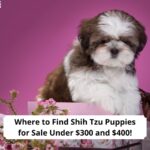 Where-to-Find-Shih-Tzu-Puppies-for-Sale-Under-300-and-400-template