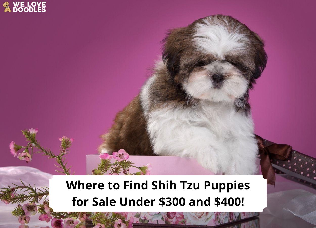 Where to Find Shih Tzu Puppies for Sale Under 300 and 400!