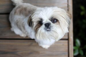 Why Should You Choose a Teddy Bear Cut For Your Shih Tzu?