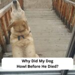 Why-Did-My-Dog-Howl-Before-He-Died-template