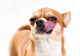 Why Do Dogs Like To Lick or Eat Paint