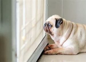 Why Do Puppies Drink Their Own Urine (Common Reasons And Solutions)