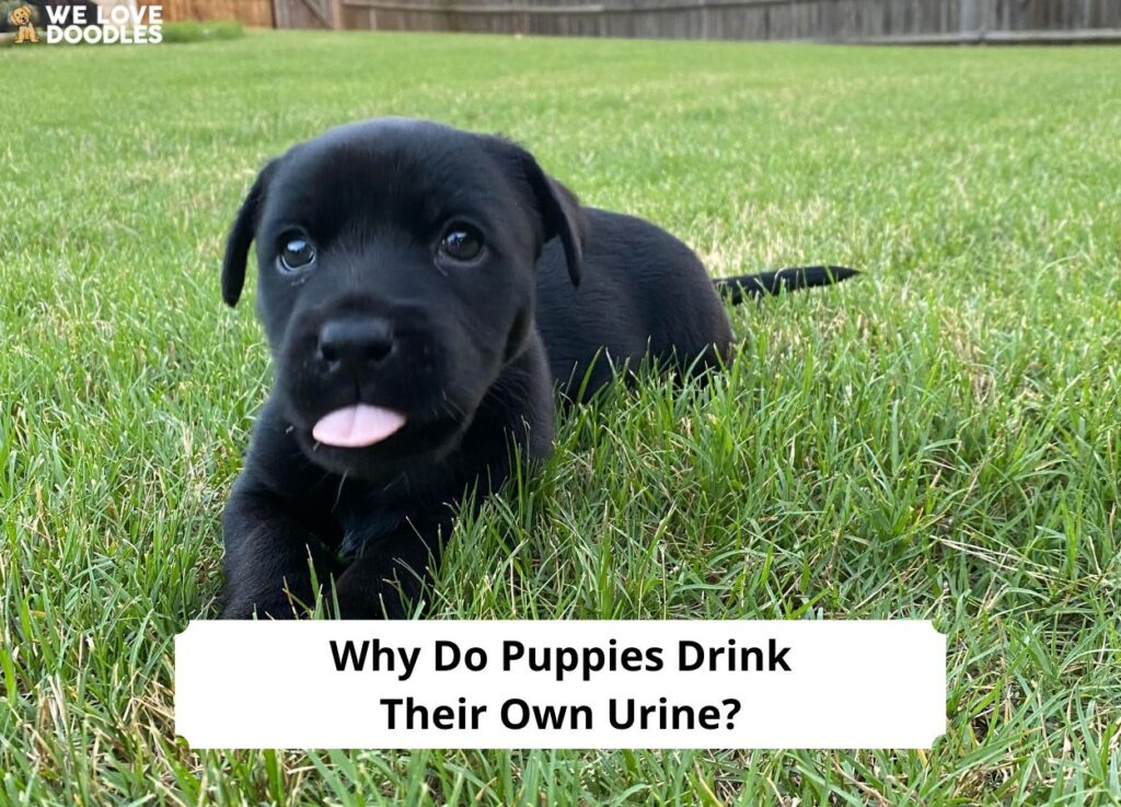 Why-Do-Puppies-Drink-Their-Own-Urine-template
