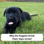 Why-Do-Puppies-Drink-Their-Own-Urine-template