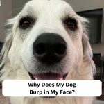 Why-Does-My-Dog-Burp-in-My-Face-And-How-to-Stop-It-template