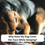 Why-Does-My-Dog-Cover-Her-Face-While-Sleeping-template.
