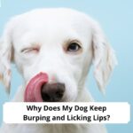 Why-Does-My-Dog-Keep-Burping-and-Licking-Lips-template