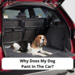 Why-Does-My-Dog-Pant-In-The-Car-template