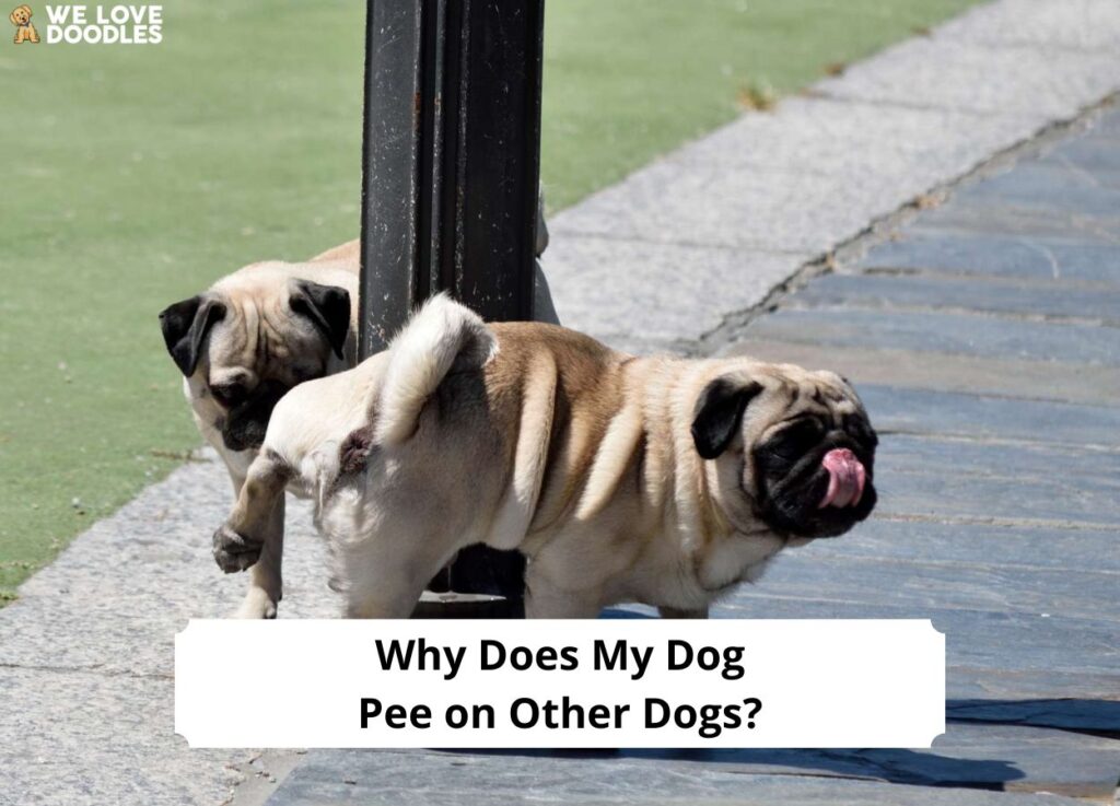 Why Does My Dog Pee on Other Dogs? Reasons) (2024) We Love