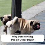 Why-Does-My-Dog-Pee-on-Other-Dogs-template