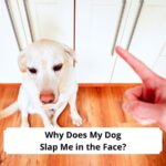 Why Does My Dog Slap Me in the Face-template