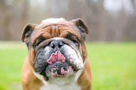 Why Does My Puppy Lick His Own Pee