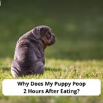 Why-Does-My-Puppy-Poop-2-Hours-After-Eating-template